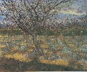 Vincent Van Gogh Flowering orchard with apricot-trees